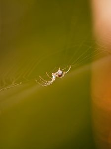 Preview wallpaper cobweb, spider, light, glare