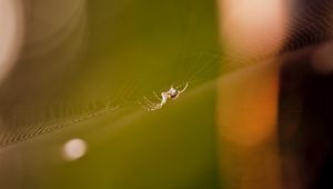 Preview wallpaper cobweb, spider, light, glare