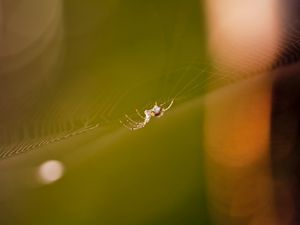 Preview wallpaper cobweb, spider, light, glare