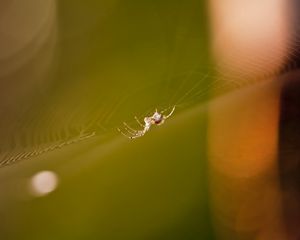 Preview wallpaper cobweb, spider, light, glare