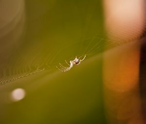 Preview wallpaper cobweb, spider, light, glare