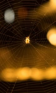 Preview wallpaper cobweb, spider, macro, blur