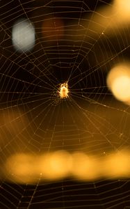 Preview wallpaper cobweb, spider, macro, blur