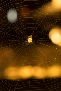 Preview wallpaper cobweb, spider, macro, blur