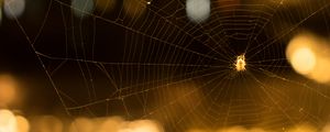 Preview wallpaper cobweb, spider, macro, blur