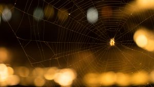 Preview wallpaper cobweb, spider, macro, blur