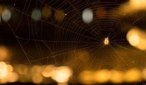 Preview wallpaper cobweb, spider, macro, blur