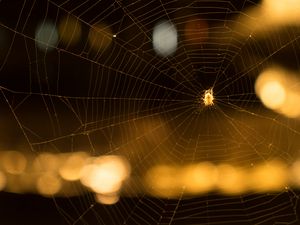 Preview wallpaper cobweb, spider, macro, blur