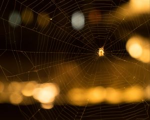 Preview wallpaper cobweb, spider, macro, blur