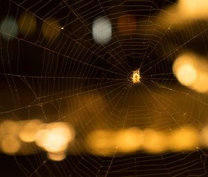 Preview wallpaper cobweb, spider, macro, blur