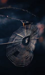 Preview wallpaper cobweb, spider, threads, macro, wildlife