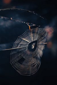 Preview wallpaper cobweb, spider, threads, macro, wildlife