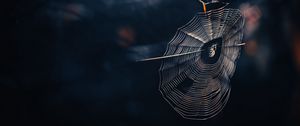 Preview wallpaper cobweb, spider, threads, macro, wildlife