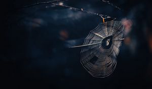 Preview wallpaper cobweb, spider, threads, macro, wildlife