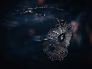 Preview wallpaper cobweb, spider, threads, macro, wildlife