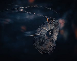 Preview wallpaper cobweb, spider, threads, macro, wildlife