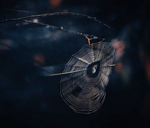 Preview wallpaper cobweb, spider, threads, macro, wildlife