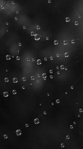 Preview wallpaper cobweb, water, drops, black and white