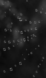 Preview wallpaper cobweb, water, drops, black and white