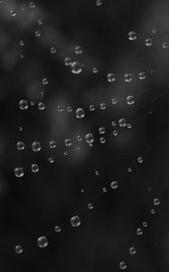 Preview wallpaper cobweb, water, drops, black and white