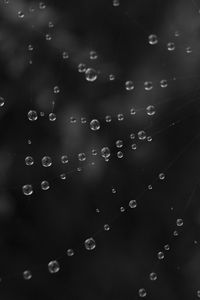 Preview wallpaper cobweb, water, drops, black and white