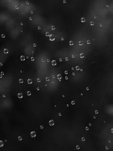 Preview wallpaper cobweb, water, drops, black and white
