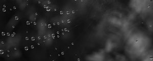 Preview wallpaper cobweb, water, drops, black and white