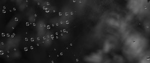 Preview wallpaper cobweb, water, drops, black and white