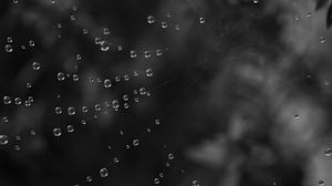 Preview wallpaper cobweb, water, drops, black and white