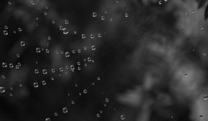 Preview wallpaper cobweb, water, drops, black and white