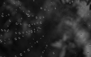 Preview wallpaper cobweb, water, drops, black and white