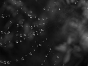 Preview wallpaper cobweb, water, drops, black and white