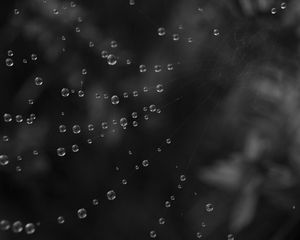 Preview wallpaper cobweb, water, drops, black and white