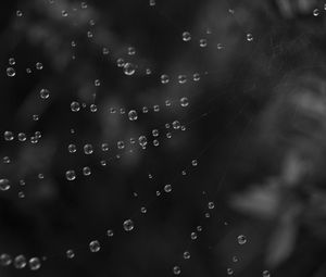 Preview wallpaper cobweb, water, drops, black and white