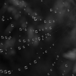 Preview wallpaper cobweb, water, drops, black and white