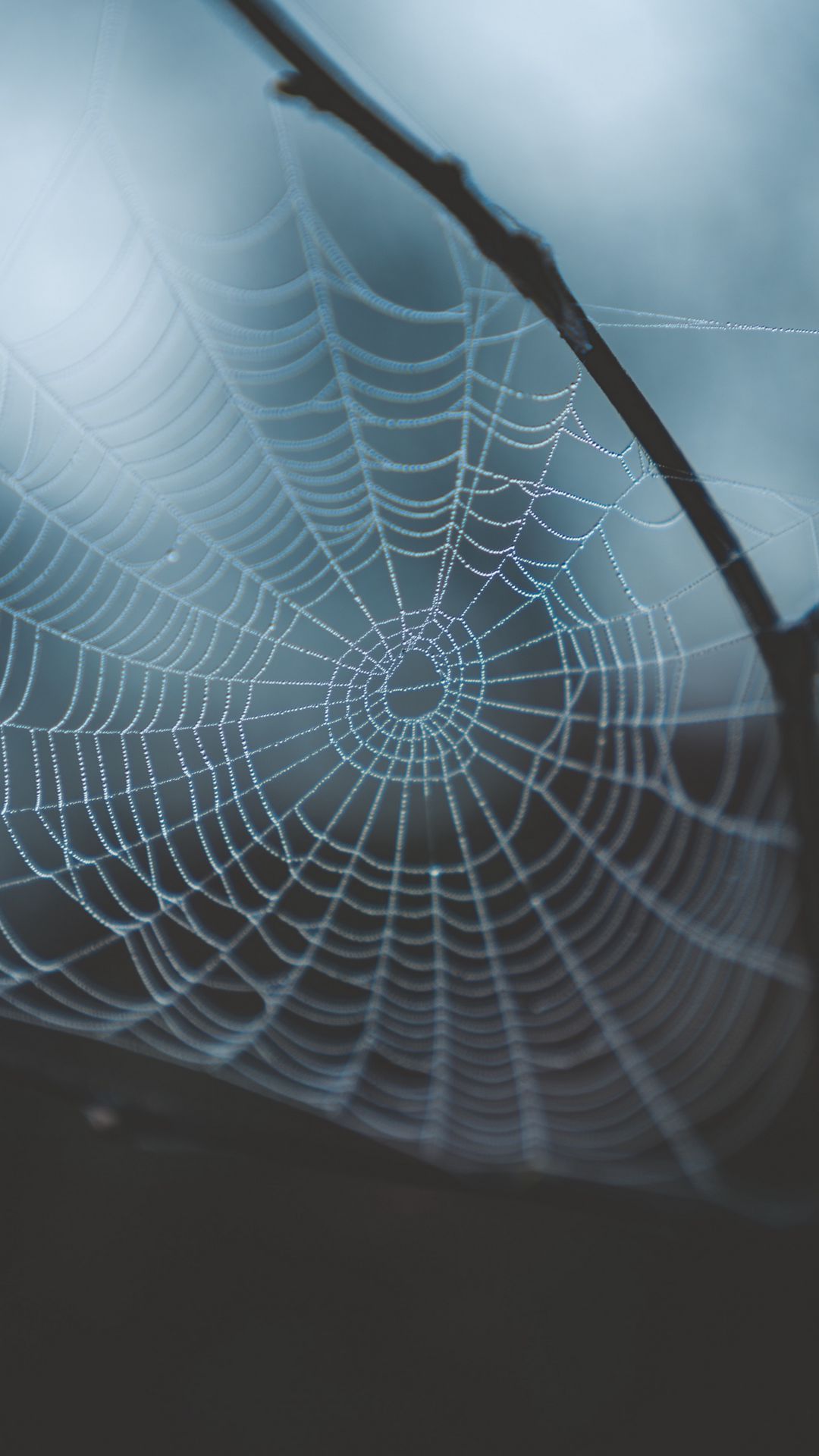 Download wallpaper 1080x1920 cobweb, weaving, macro, dew, drops, blur ...