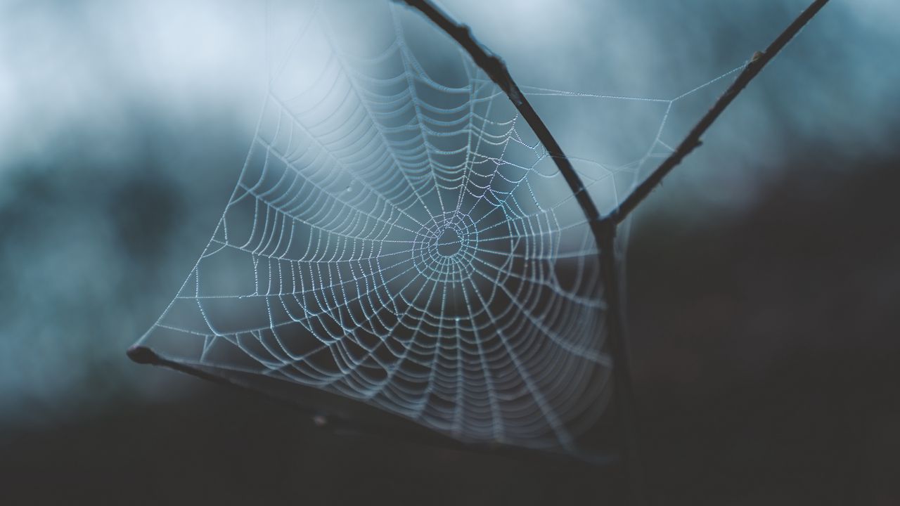 Wallpaper cobweb, weaving, macro, dew, drops, blur