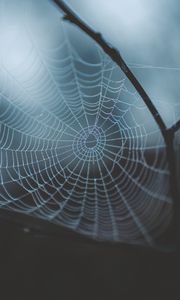 Preview wallpaper cobweb, weaving, macro, dew, drops, blur