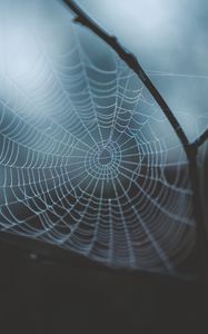 Preview wallpaper cobweb, weaving, macro, dew, drops, blur