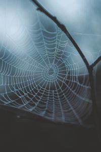 Preview wallpaper cobweb, weaving, macro, dew, drops, blur