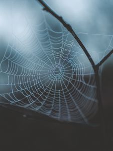 Preview wallpaper cobweb, weaving, macro, dew, drops, blur