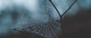 Preview wallpaper cobweb, weaving, macro, dew, drops, blur