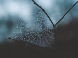 Preview wallpaper cobweb, weaving, macro, dew, drops, blur