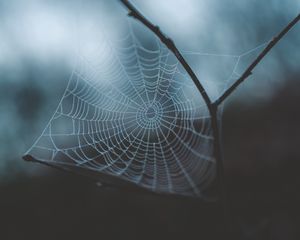 Preview wallpaper cobweb, weaving, macro, dew, drops, blur