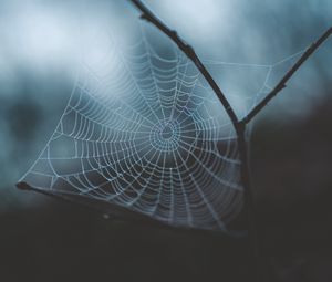 Preview wallpaper cobweb, weaving, macro, dew, drops, blur