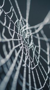 Preview wallpaper cobweb, wet, dew, macro, closeup