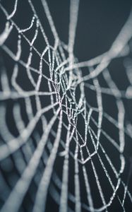Preview wallpaper cobweb, wet, dew, macro, closeup