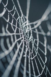 Preview wallpaper cobweb, wet, dew, macro, closeup