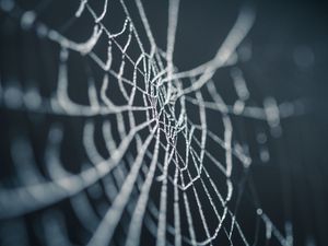 Preview wallpaper cobweb, wet, dew, macro, closeup