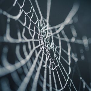 Preview wallpaper cobweb, wet, dew, macro, closeup